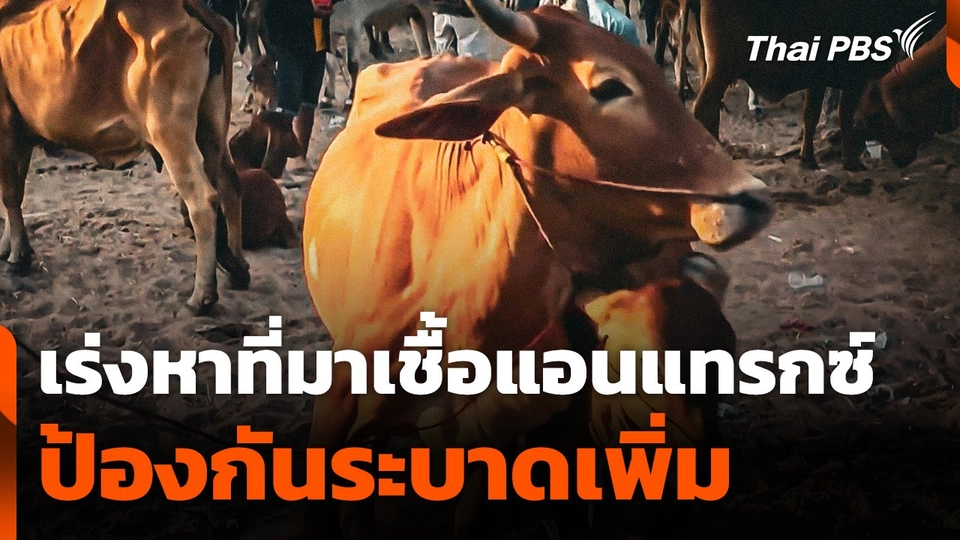 เร่งหาที่มาเชื้อแอนแทรกซ์ ป้องกันระบาดเพิ่ม