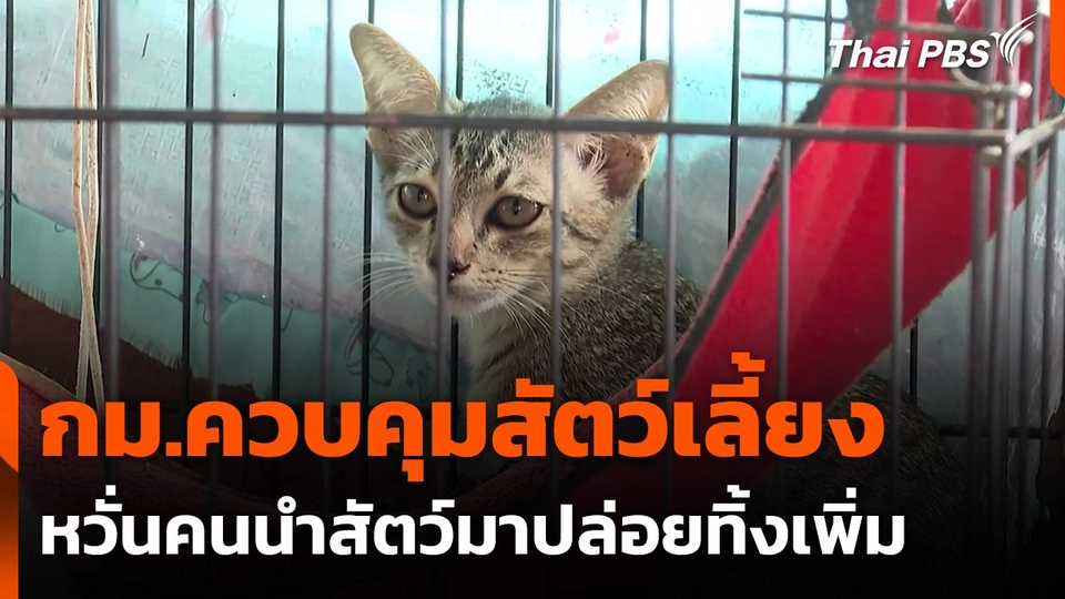 ผู้ดูแลสัตว์จรจัด ห่วงผลกระทบ "กฎหมายควบคุมสัตว์เลี้ยง"