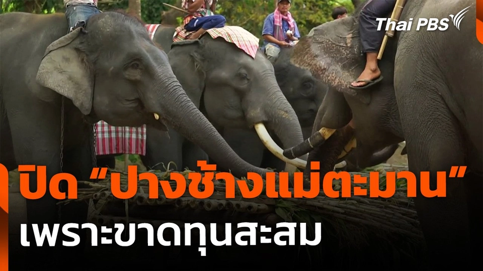 ปิดกิจการ "ปางช้างแม่ตะมาน" จ.เชียงใหม่ เพราะขาดทุนสะสม