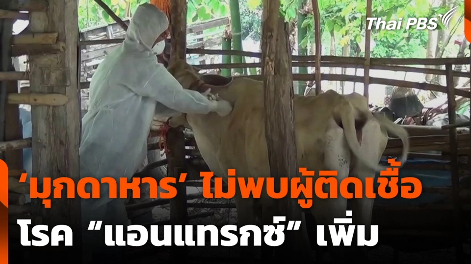 ‘มุกดาหาร’ ไม่พบผู้ติดเชื้อ โรค “แอนแทรกซ์” เพิ่ม