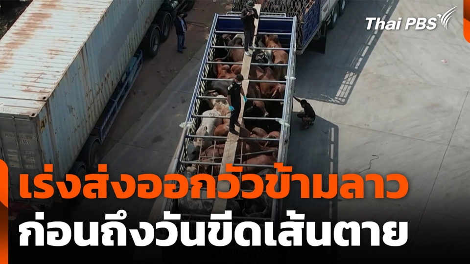 เร่งส่งออกวัวข้ามลาว ก่อนถึงวันขีดเส้นตาย