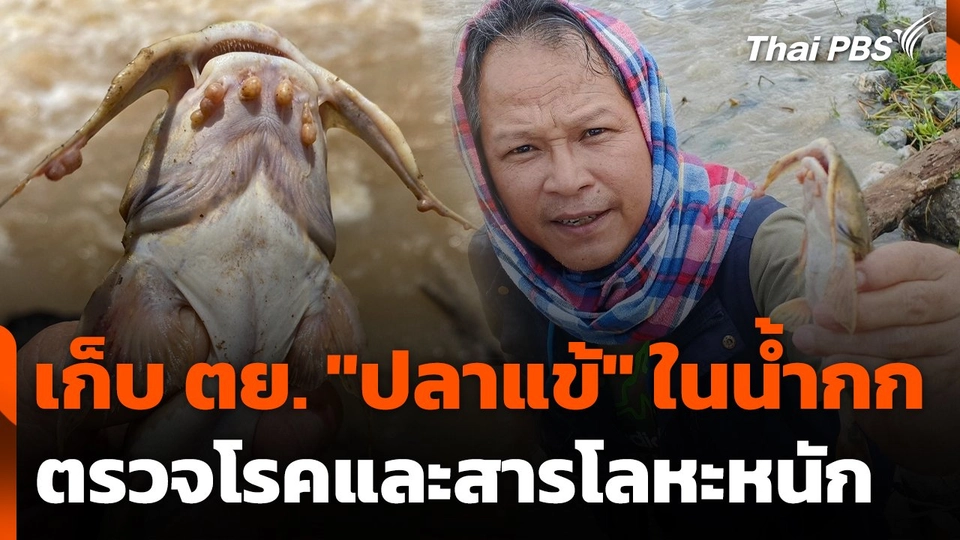 เก็บตัวอย่าง "ปลาแข้" ในแม่น้ำกก ตรวจโรคและสารโลหะหนัก