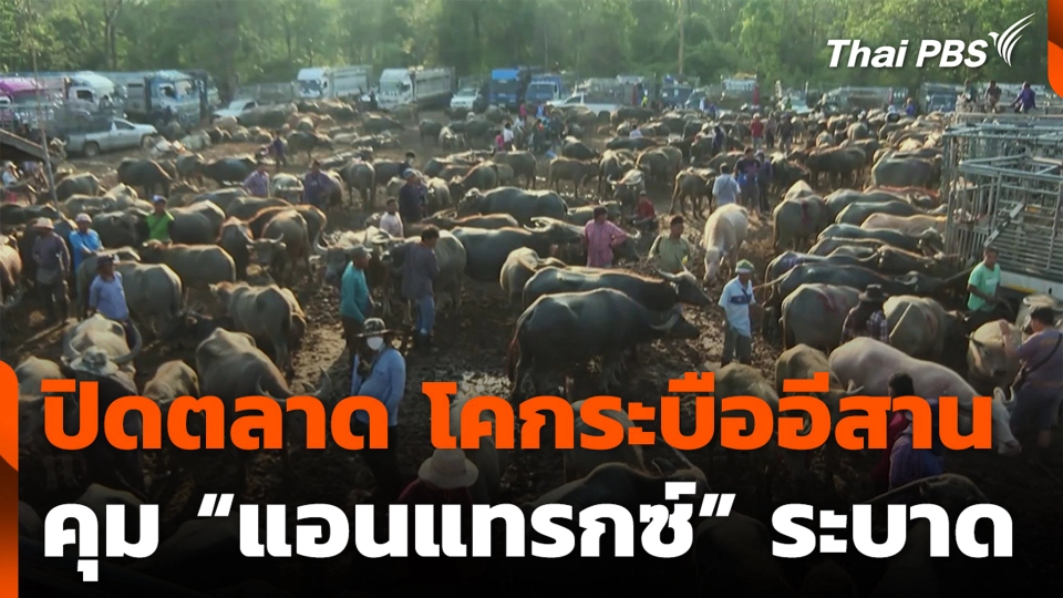 ปิดตลาดโคกระบืออีสาน คุม “แอนแทรกซ์” ระบาด