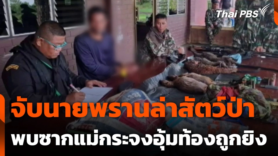 จับนายพรานล่าสัตว์ป่า พบซากแม่กระจงอุ้มท้องถูกยิง