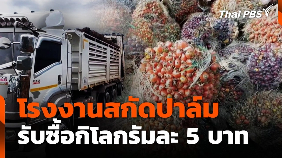 โรงงานสกัดปาล์มรับซื้อกิโลกรัมละ 5 บาท