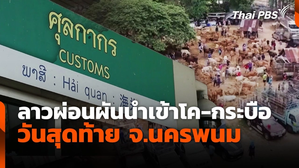 ลาวผ่อนผันนำเข้าโค-กระบือ วันสุดท้าย จ.นครพนม