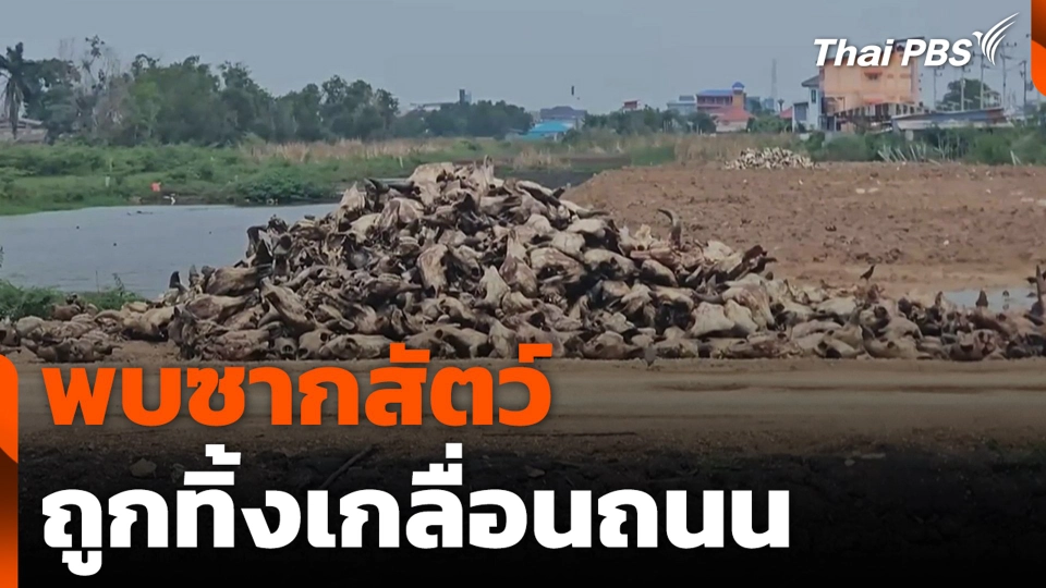 พบซากสัตว์ ถูกทิ้งเกลื่อนถนน จ.ปทุมธานี