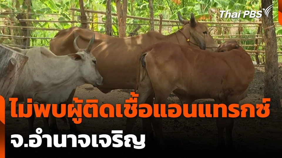 ไม่พบผู้ติดเชื้อแอนแทรกซ์ จ.อำนาจเจริญ