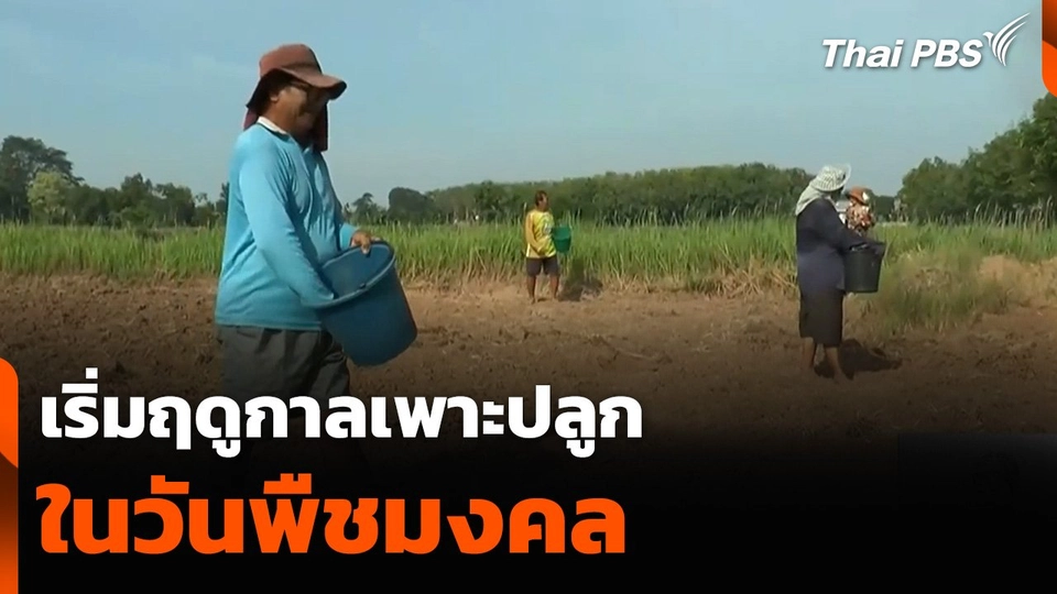 เกษตรหลายพื้นที่เริ่มฤดูกาลเพาะปลูกในวันพืชมงคล