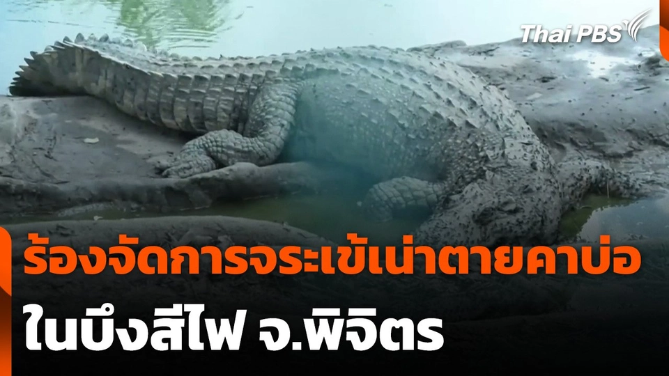 นทท. เรียกร้องจัดการจระเข้เน่าตายในบึงสีไฟ จ.พิจิตร