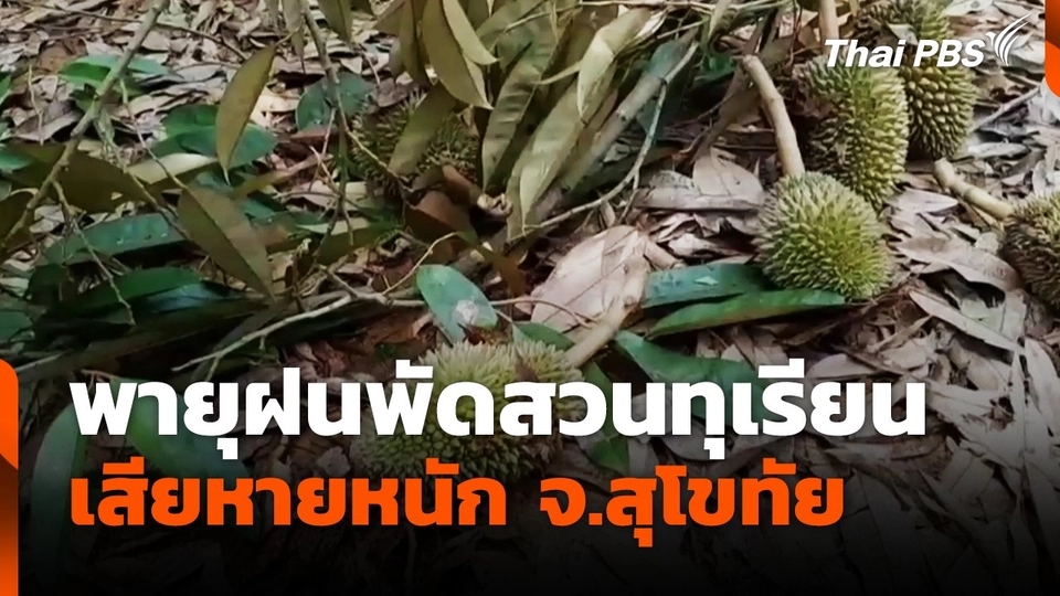 พายุฝนพัดสวนทุเรียน เสียหายหนัก จ.สุโขทัย