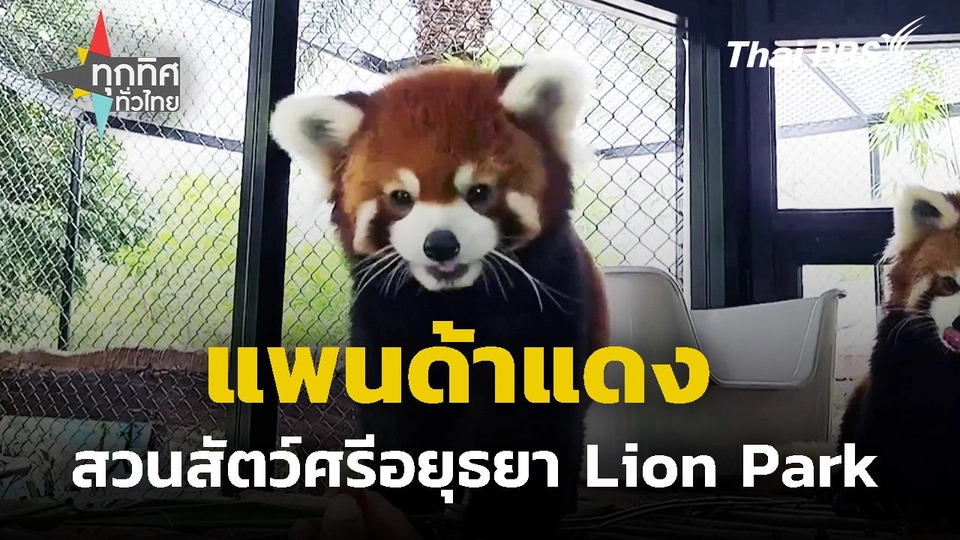 “แพนด้าแดง” สวนสัตว์ศรีอยุธยา Lion Park