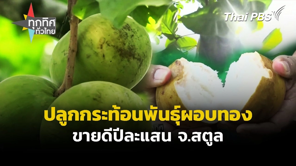 ปลูกกระท้อนพันธุ์ผอบทอง ขายดีปีละแสน จ.สตูล