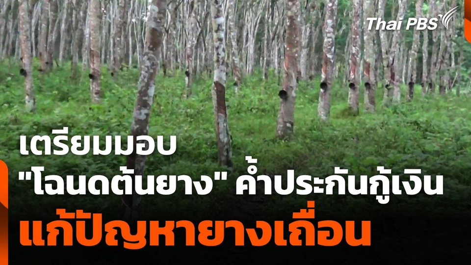 เตรียมมอบ "โฉนดต้นยาง" ค้ำประกันกู้เงิน-แก้ปัญหายางเถื่อน
