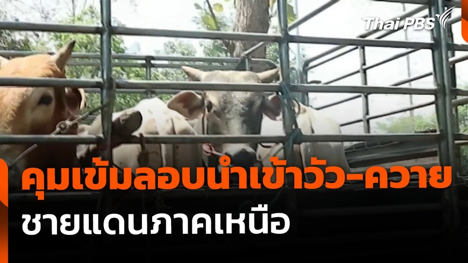 คุมเข้มลักลอบนำเข้าวัว-ควาย ชายแดนภาคเหนือ