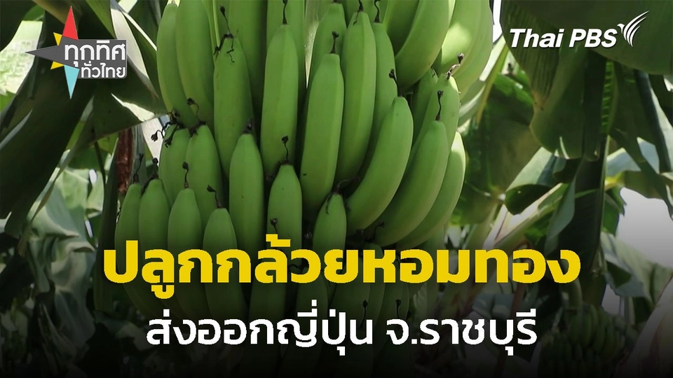 ปลูกกล้วยหอมทอง ส่งออกญี่ปุ่น จ.ราชบุรี