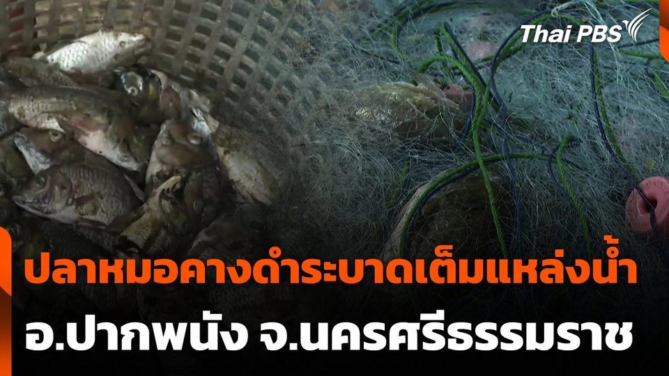 ปลาหมอคางดำระบาดเต็มแหล่งน้ำ อ.ปากพนัง จ.นครศรีธรรมราช