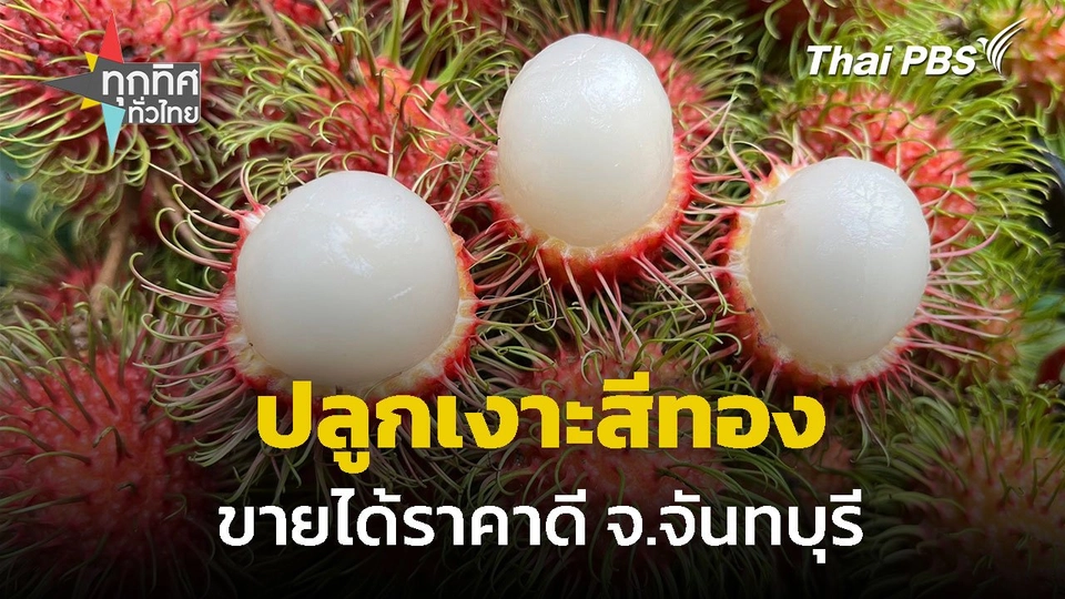 ปลูกเงาะสีทอง ขายได้ราคาดี จ.จันทบุรี