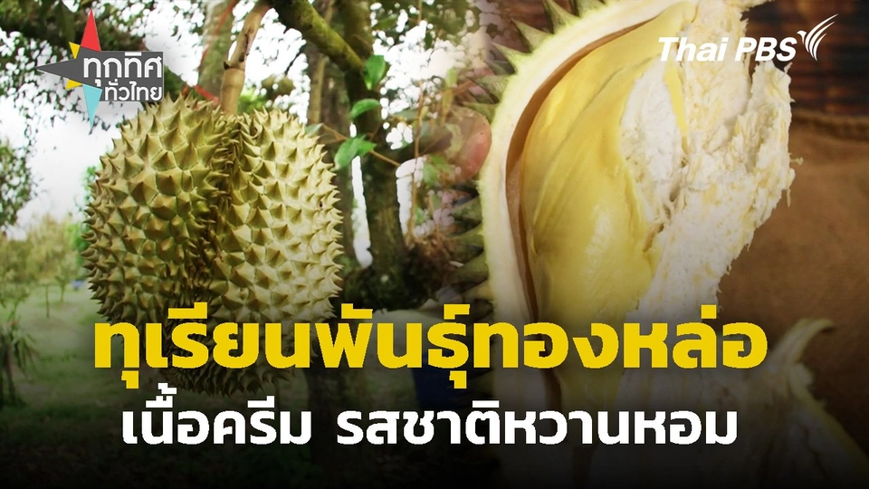 ทุเรียนพันธุ์ทองหล่อ เนื้อครีม รสชาติหวานหอม ของดี จ.ตราด