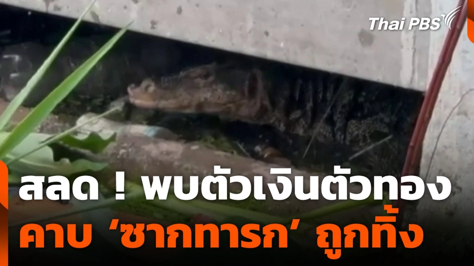 สลด ! พบตัวเงินตัวทอง คาบ ‘ซากทารก’ ถูกทิ้ง