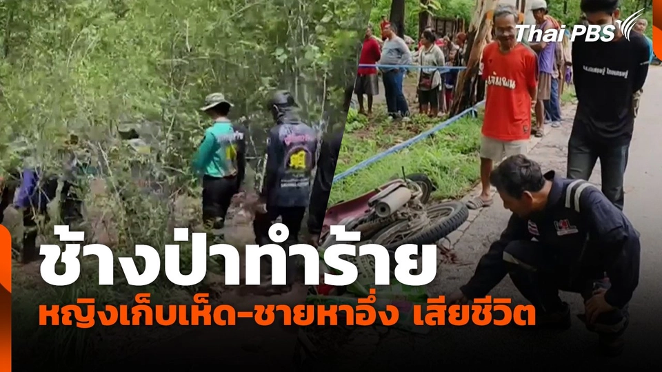 ช้างป่าทำร้าย หญิงเก็บเห็ด-ชายหาอึ่ง เสียชีวิต