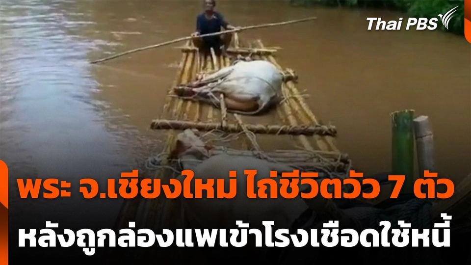 ไถ่ชีวิตวัว 7 ตัว หลังถูกล่องแพเข้าโรงเชือดใช้หนี้ ทำสวนชาวบ้านพัง