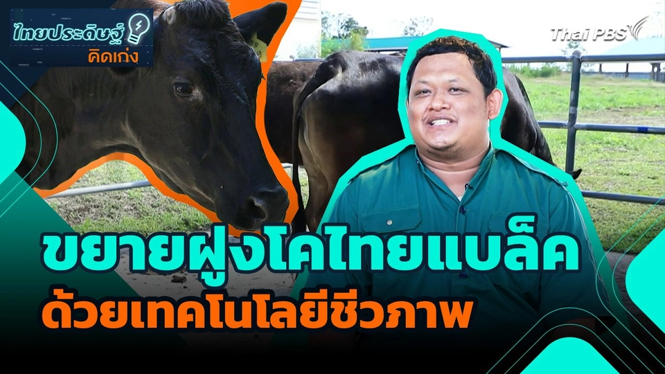 ไทยประดิษฐ์คิดเก่ง : การขยายฝูงโคไทยแบล็คด้วยเทคโนโลยีชีวภาพ