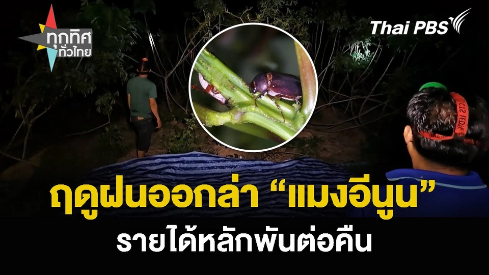 ฤดูฝนออกล่า “แมงอีนูน” รายได้หลักพันต่อคืน