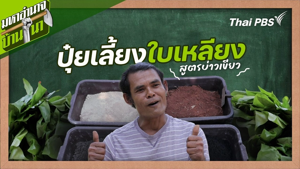 สูตรลับฉบับบ้านนา : ปุ๋ยเลี้ยงใบเหลียง สูตรบ่าวเขียว