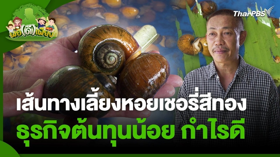 พอดีพอเพียง : ลาออกจากงานประจำสู่เส้นทางเลี้ยงหอยเชอรี่สีทอง ธุรกิจต้นทุนน้อย กำไรดี