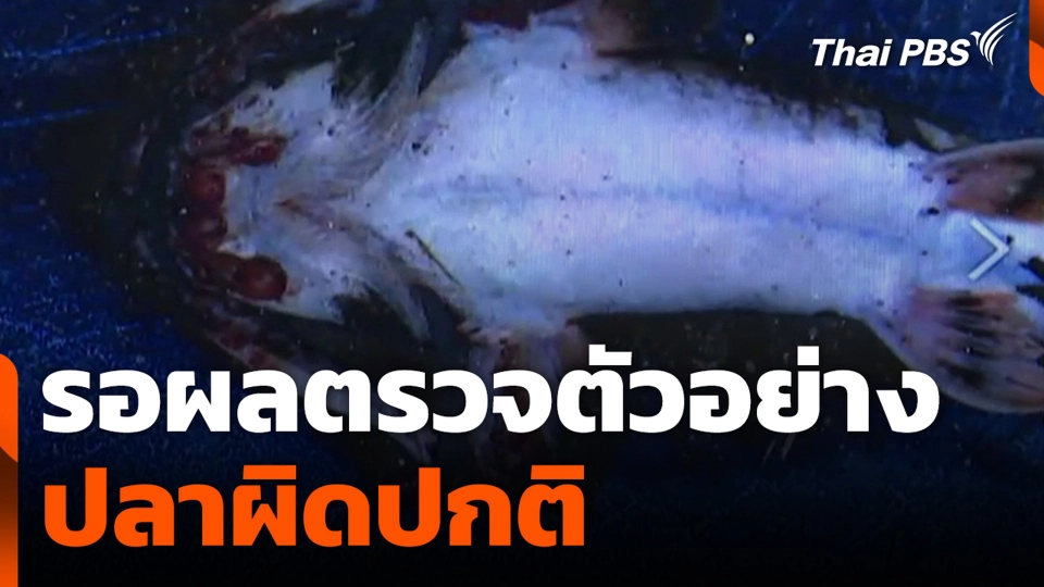 รอผลตรวจตัวอย่างปลาผิดปกติ