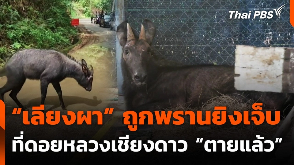 เลียงผาจากดอยหลวงเชียงดาว จ.เชียงใหม่ ตายแล้ว