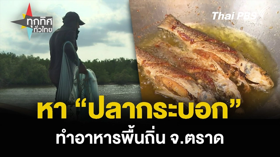 หา “ปลากระบอก” ทำอาหารพื้นถิ่น จ.ตราด