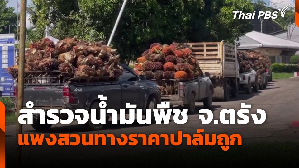 สำรวจน้ำมันพืช จ.ตรัง แพงสวนทางราคาปาล์มถูก