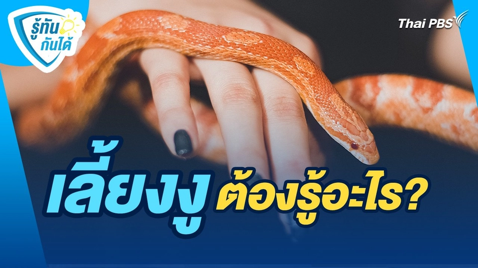 รู้ทันกันได้ : เลี้ยงงู ต้องรู้อะไร?