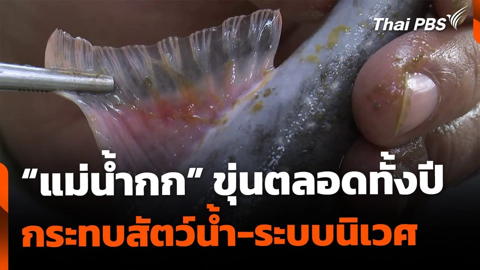 แม่น้ำกกขุ่นตลอดปี กระทบระบบนิเวศ