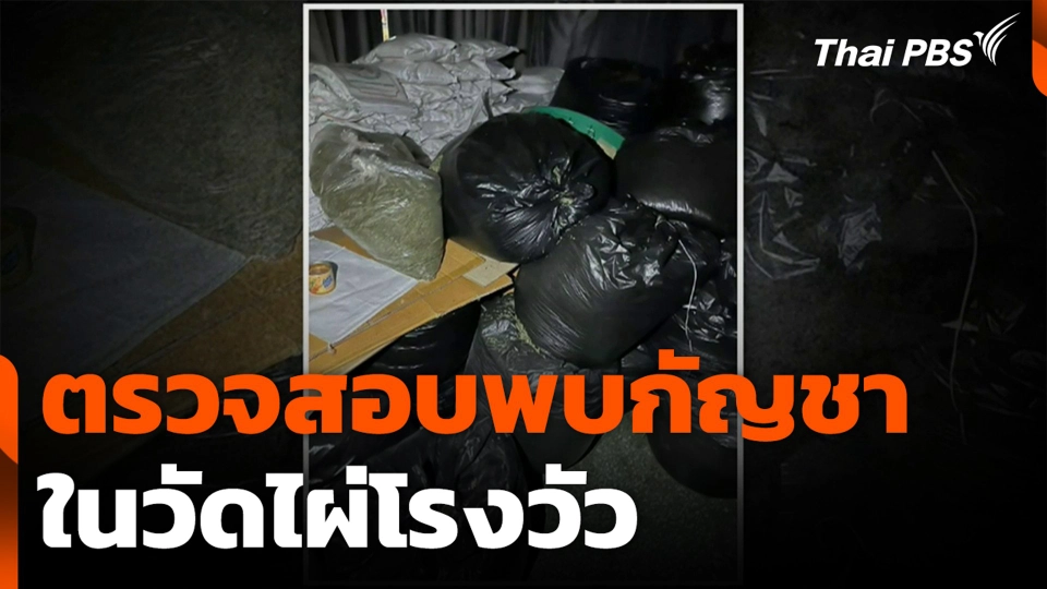 ตรวจสอบพบกัญชา ในวัดไผ่โรงวัว จ.สุพรรณบุรี