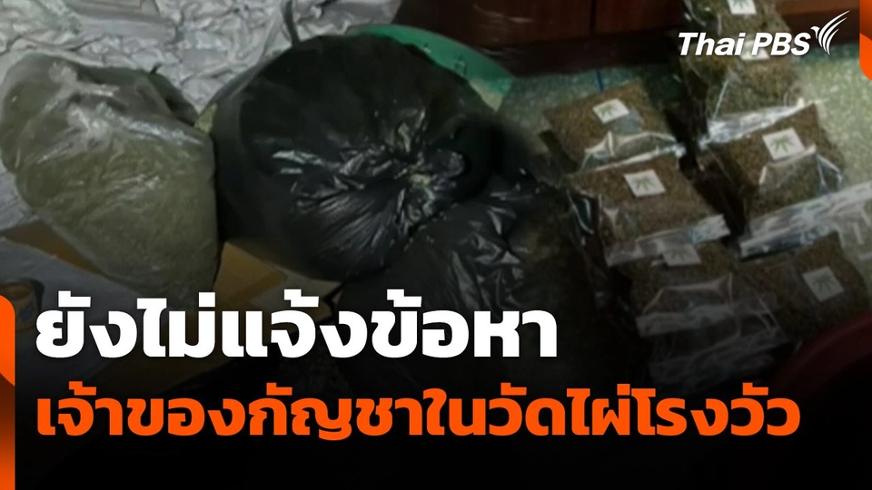 ยังไม่แจ้งข้อหาเจ้าของกัญชาในวัดไผ่โรงวัว