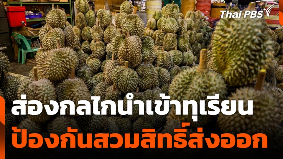 ส่องกลไกนำเข้าทุเรียน ป้องกันสวมสิทธิ์ส่งออก