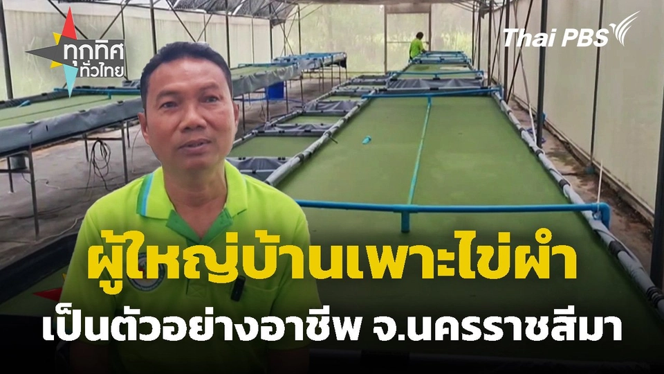 ผู้ใหญ่บ้านเพาะไข่ผำเป็นตัวอย่างอาชีพ จ.นครราชสีมา