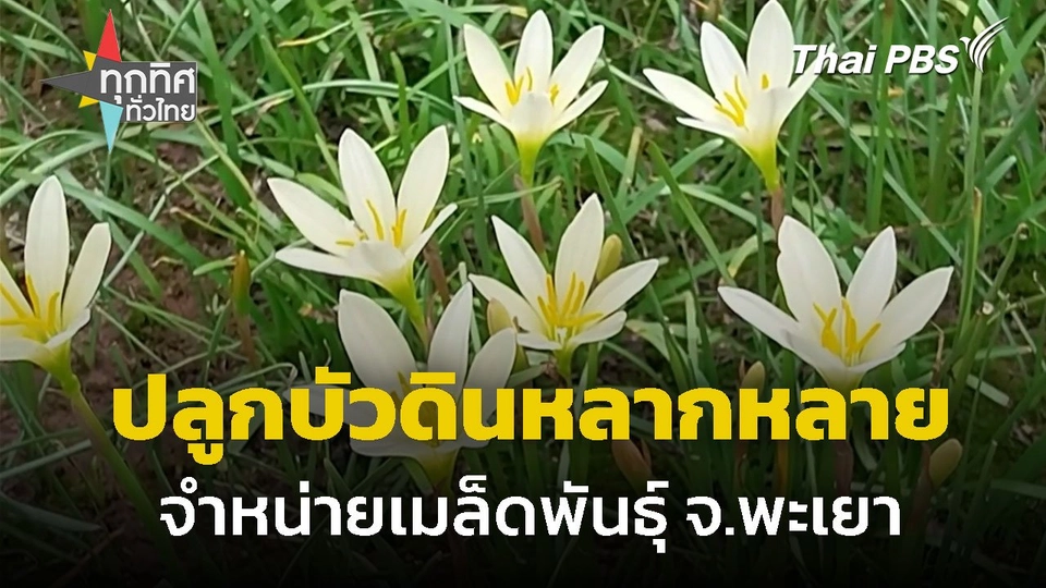 ครูปลูกบัวดินจำหน่ายเมล็ดพันธุ์ จ.พะเยา