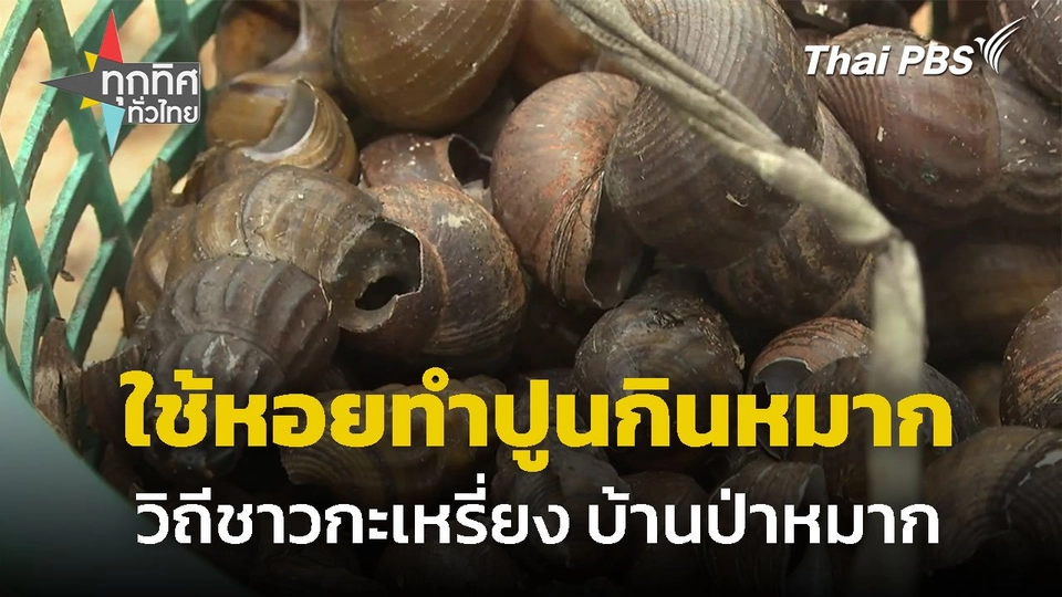 ใช้เปลือกหอยเจดีย์ ทำปูนกินหมาก จ.ประจวบคีรีขันธ์