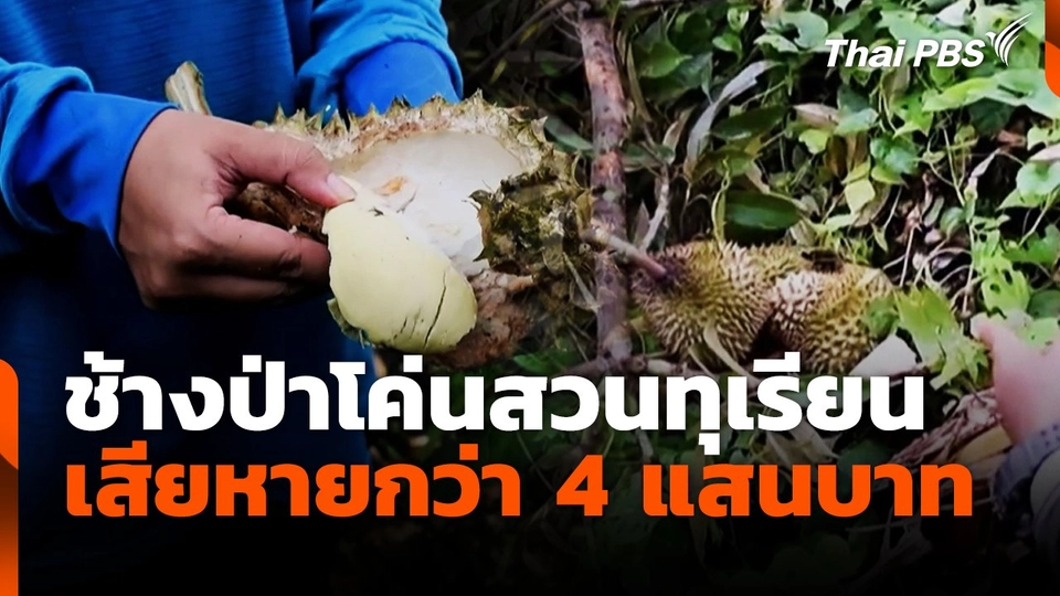 ช้างป่าโค่นสวนทุเรียน เสียหายกว่า 4 แสนบาท