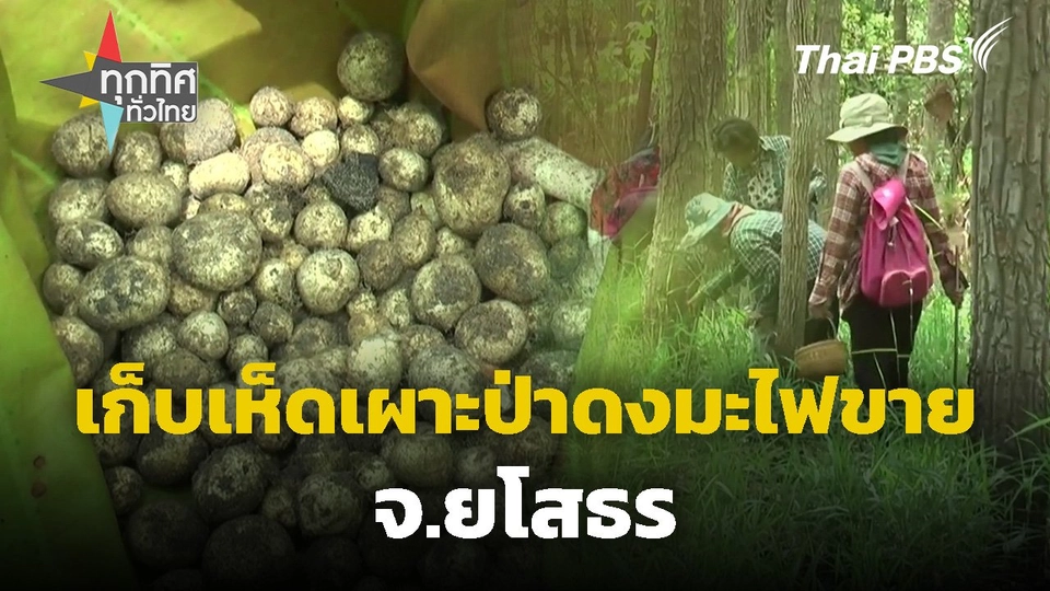 เก็บเห็ดเผาะป่าดงมะไฟขาย จ.ยโสธร