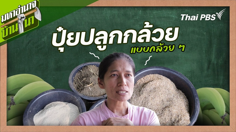 สูตรลับฉบับบ้านนา : ปุ๋ยปลูกกล้วยแบบกล้วย ๆ