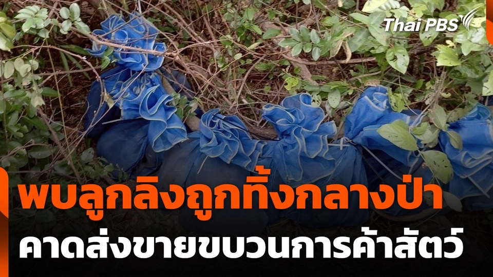 พบลูกลิงถูกทิ้งกลางป่า จ.ราชบุรี คาดส่งขายขบวนการค้าสัตว์