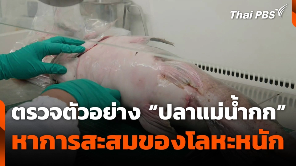 ตรวจตัวอย่าง “ปลาแม่น้ำกก” หาการสะสมของโลหะหนัก
