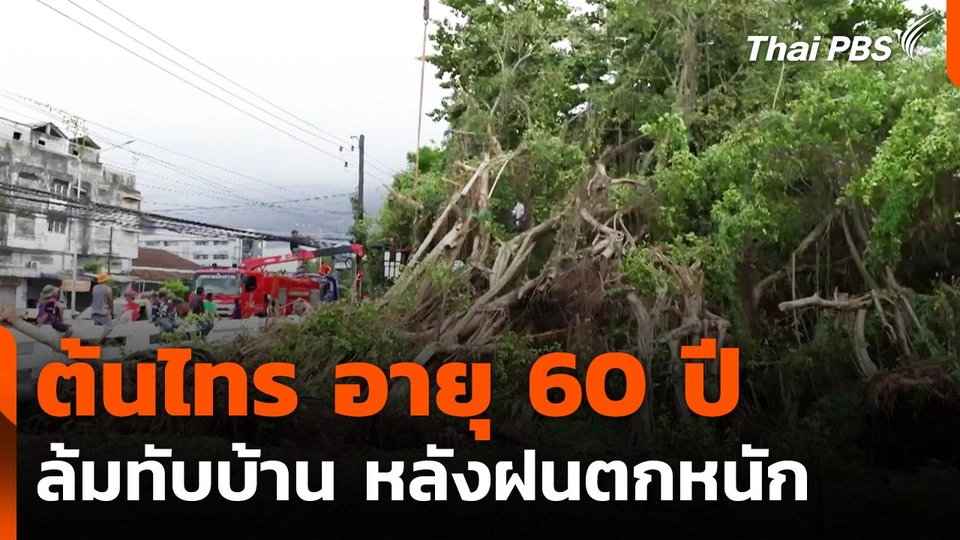 ต้นไทร อายุ 60 ปี ล้มทับบ้านประชาชนหลังเกิดฝนตกหนัก