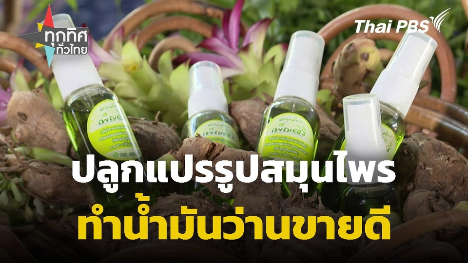 ปลูกแปรรูปสมุนไพรทำน้ำมันว่านขายดี