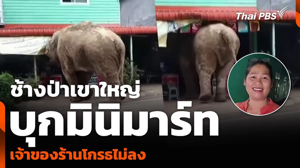 ช้างป่าเขาใหญ่ บุกมินิมาร์ท เจ้าของร้านโกรธไม่ลง